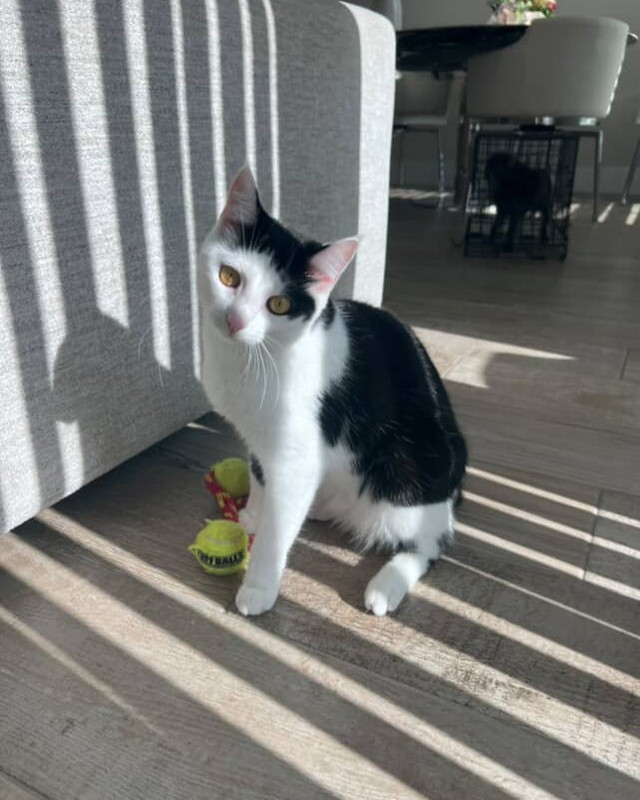 Pet of the Month \ud83c\udf1f\n\nThis is Pinky! Pinky is known as the sweetest and funniest cat! She is strong, smart, funny, and super curious. She loves to watch cat tv and sit right by the window and watch the birds fly early in the morning!!\ud83d\udc3e