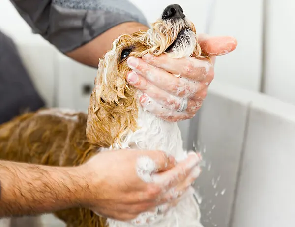 FAU student washing their dog