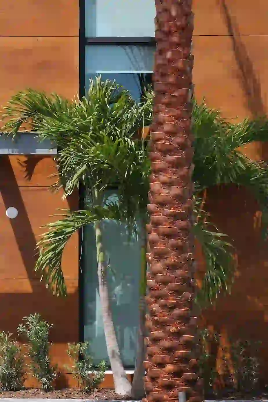 Palm trees against the exterior of University Park