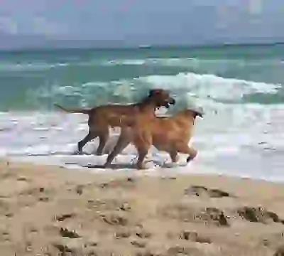 Bark Park Dog Beach